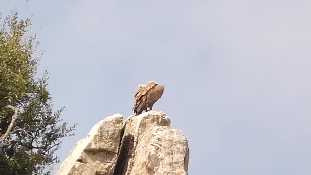 Griffon Vulture Bird Sitting Rocky Mountain Top Blue Sky Background — Stock Video