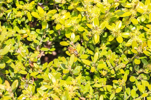 Pszczoła Zapylająca Zieloną Pla — Zdjęcie stockowe