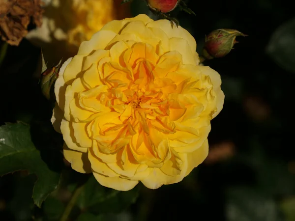 Zbliżenie Strzał Żółtego Ogrodu Róża — Zdjęcie stockowe