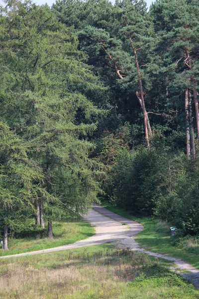 Een Wandelpad Het Groene Bos Park Het Voorjaar — Stockfoto