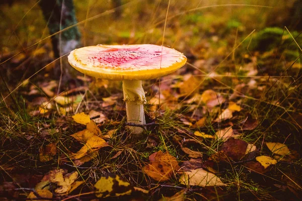 Een Herfst Woud Van Curonian Spit Litouwen — Stockfoto