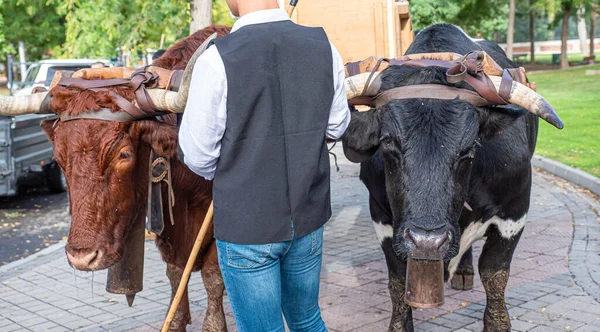 Woł Przyjęciu Transhumance Madrycie — Zdjęcie stockowe