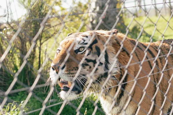 Μια Τίγρη Πίσω Από Μεταλλικό Δίχτυ Ένα Ζωολογικό Κήπο — Φωτογραφία Αρχείου