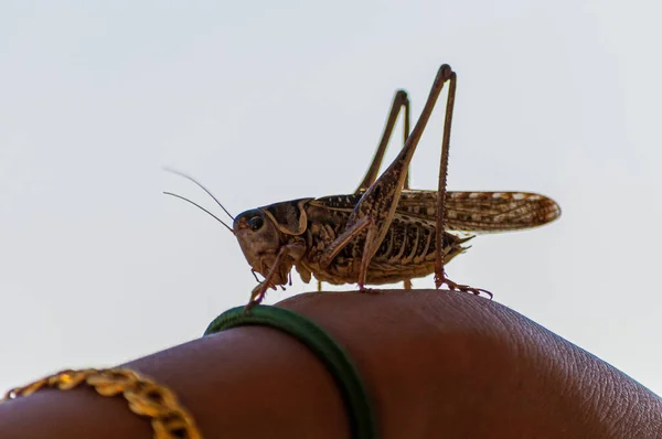 Closeup Shot Grasshopper — Stock Photo, Image