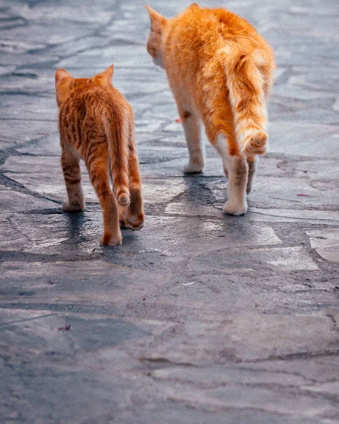 Back View Yellow Cats — Stock Photo, Image