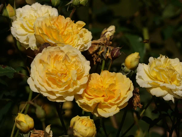 Closeup Shot Yellow Garden Roses — Stock Photo, Image