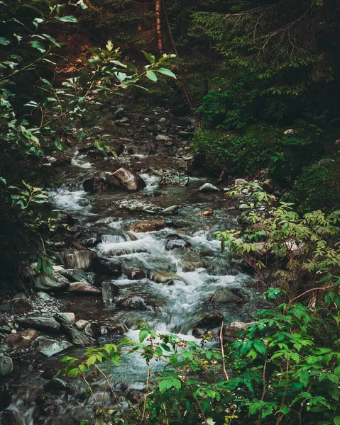 Ormanda Bir Sürü Kayanın Olduğu Güzel Bir Nehir Manzarası — Stok fotoğraf