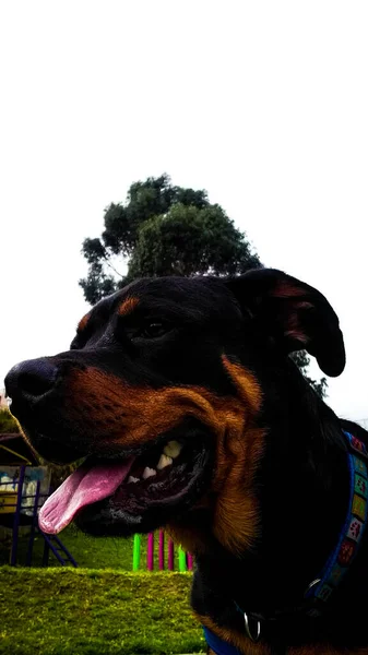 Porträt Eines Schwarzen Hundes Auf Gras Manchester Großbritannien — Stockfoto
