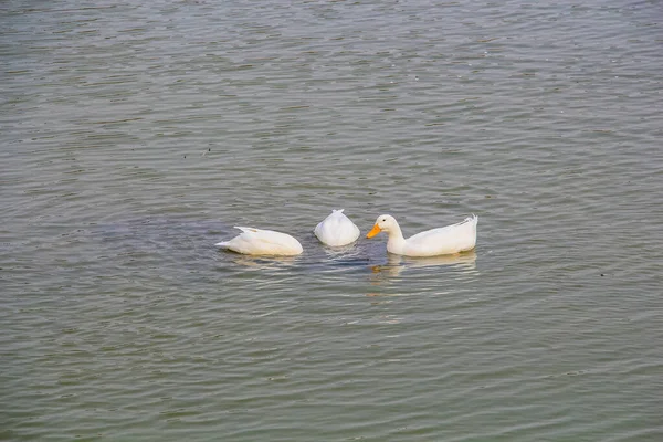 Drie Kleine Witte Ganzen Drijven Vijver — Stockfoto