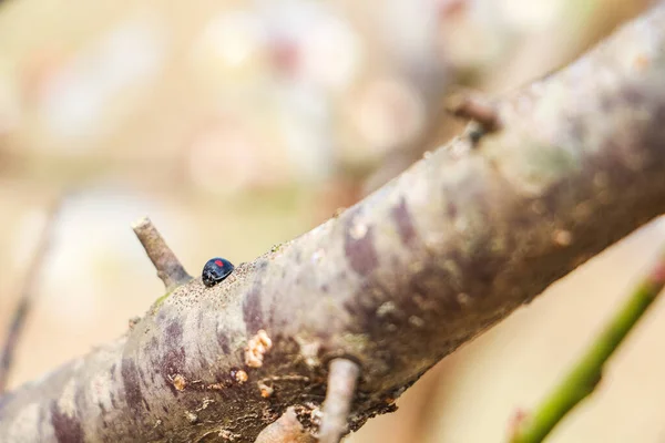 Une Coccinelle Tache Rénale Sur Une Branche Arbre — Photo