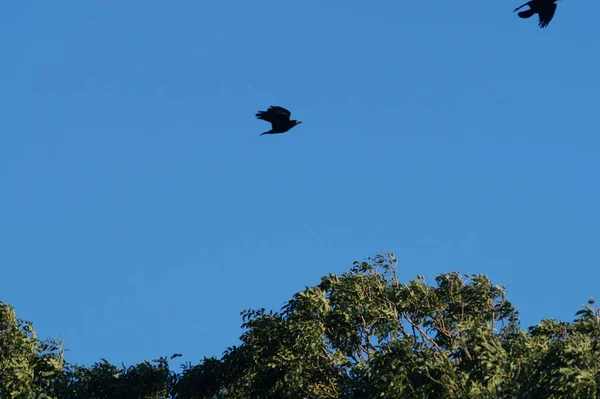 Vogels Vliegen Boven Groene Bomen Burnham North Lincolnshire Engeland — Stockfoto