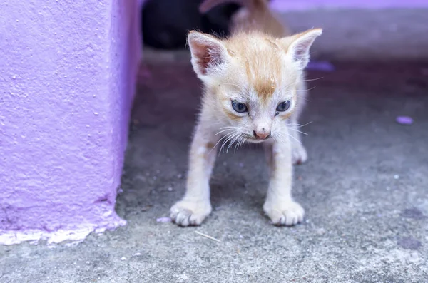 青い目をした可愛い子猫 — ストック写真