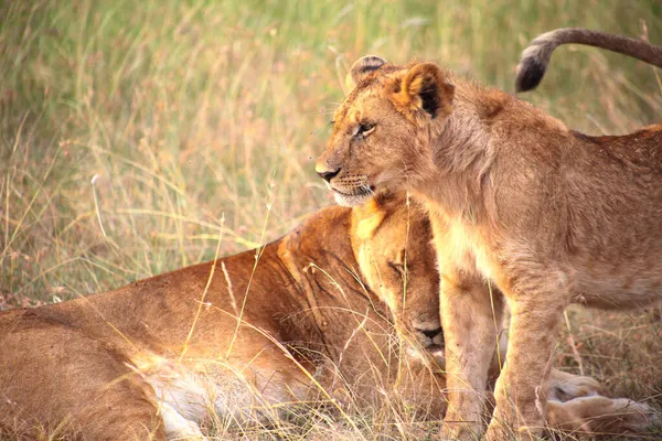 Ένα Νεαρό Λιοντάρι Και Μητέρα Τους Στην Κένυα — Φωτογραφία Αρχείου