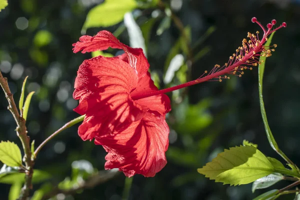 Bel Hibiscus Rouge Dans Jardin — Photo