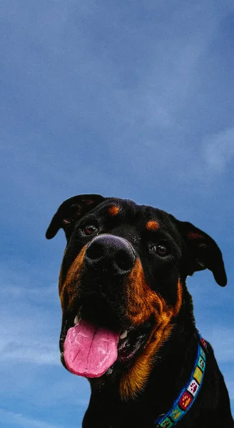 Портрет Черной Собаки Траве Манчестер Великобритания — стоковое фото
