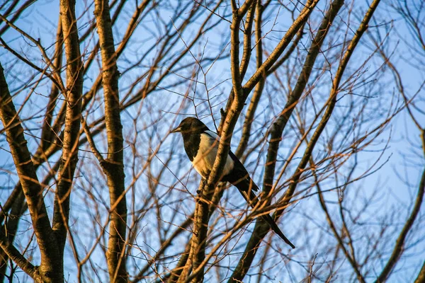 Eine Eurasische Elster Thront Auf Einem Baum — Stockfoto