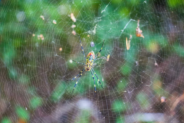 Μια Αράχνη Στον Ιστό Της Στο Δάσος — Φωτογραφία Αρχείου