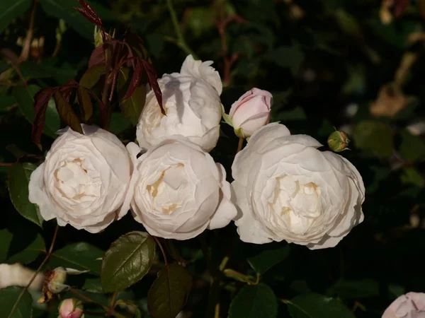 Eine Nahaufnahme Von Frischen Weißen Rosenblüten — Stockfoto