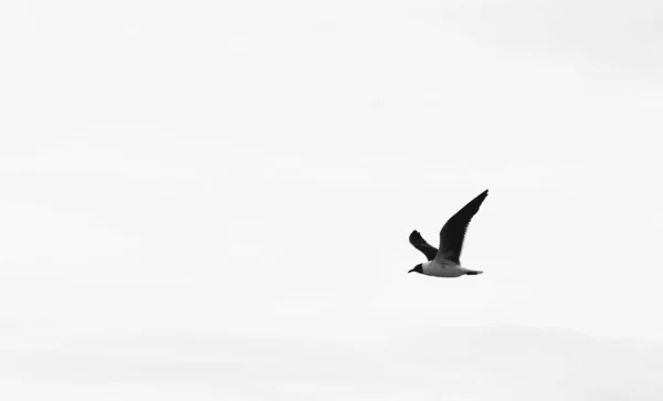 Uma Bela Gaivota Voando Contra Céu Nublado — Fotografia de Stock