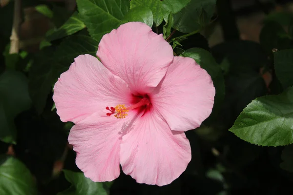 Bel Hibiscus Rose Sous Lumière Soleil — Photo