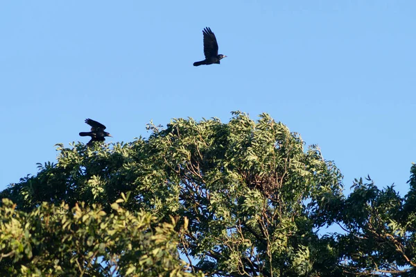 Птахи Літають Над Зеленими Деревами Бернем Північний Лінкольншир Англія — стокове фото