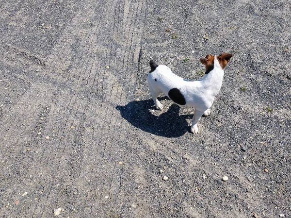 Bonito Smooth Fox Terrier Rua Dia Ensolarado — Fotografia de Stock