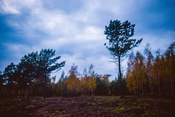Una Foresta Autunnale Spit Curoniano Lituania — Foto Stock