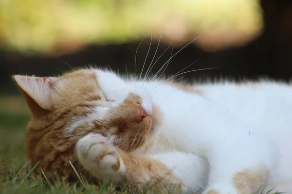 一只可爱的白色和棕色斑点猫睡在草地上的浅浅的焦点 — 图库照片
