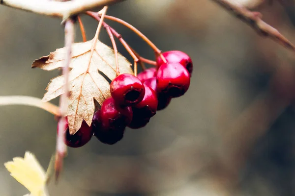 Eine Nahaufnahme Von Roten Beeren Herbst — Stockfoto