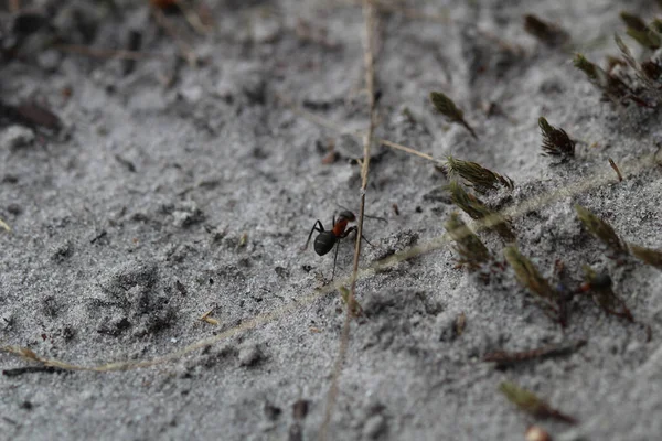 Uma Formiga Negra Chão — Fotografia de Stock