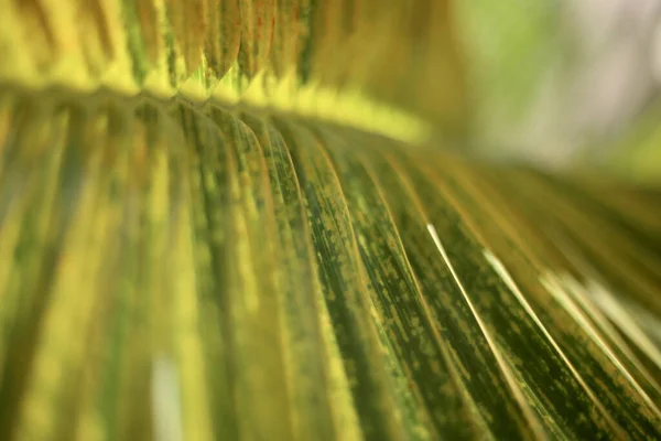 Egy Makró Felvétel Egy Zöld Pálmafalevél Textúráról — Stock Fotó