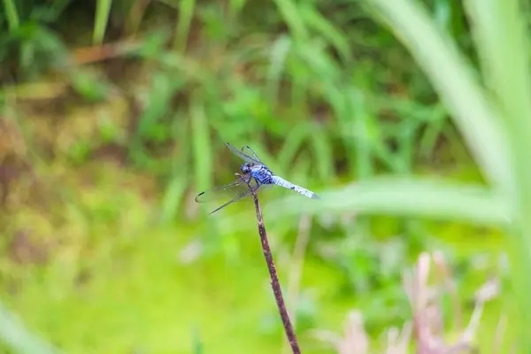 Close Shot Odonata Blurred Background — Stock Photo, Image