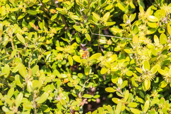 Pszczoła Zapylająca Zieloną Roślinę — Zdjęcie stockowe