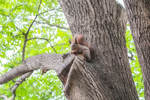 Esquilo Pequeno Bonito Tronco Árvore Seu Habitat Natural — Fotografia de Stock