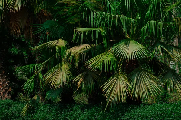 Tropikalne Zielone Palmy Lesie — Zdjęcie stockowe