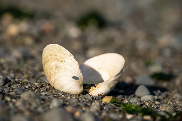 Close Conchas Abertas Praia Rochosa Com Pequenos Seixos Ilha Vancouver — Fotografia de Stock