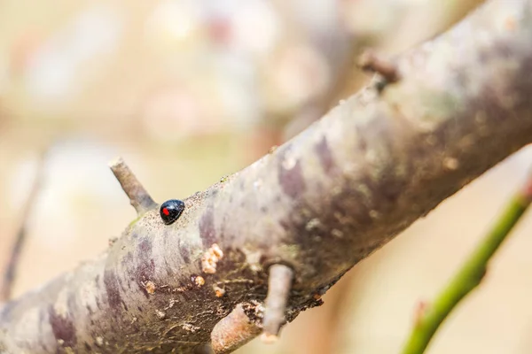 Een Nieren Stip Ladybird Een Boom — Stockfoto