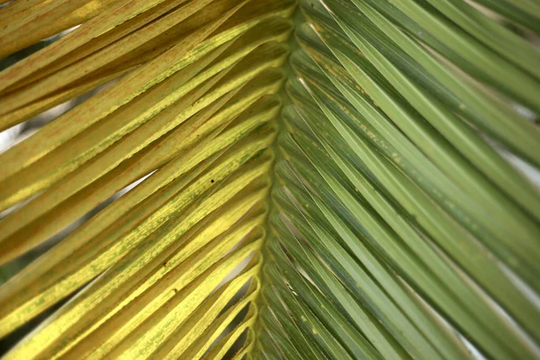 Macro Shot Yellow Green Palm Tree Leaf Texture — Stock Photo, Image