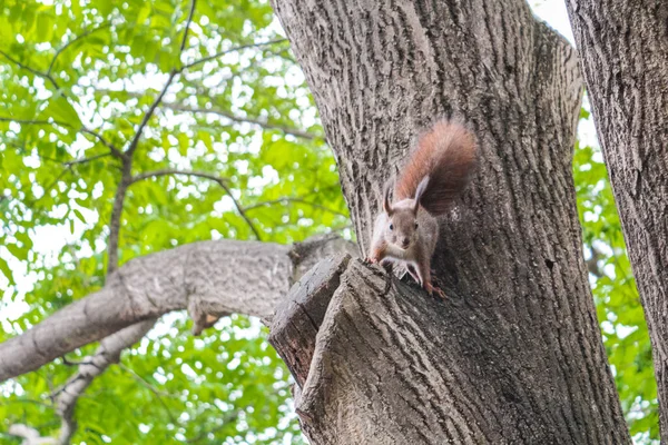 Ein Niedliches Kleines Eichhörnchen Auf Einem Baumstamm Seinem Natürlichen Lebensraum — Stockfoto