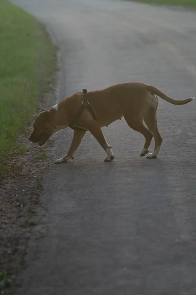 Gros Plan Vertical American Staffordshire Terrier Extérieur Burnham Lincolnshire Nord — Photo