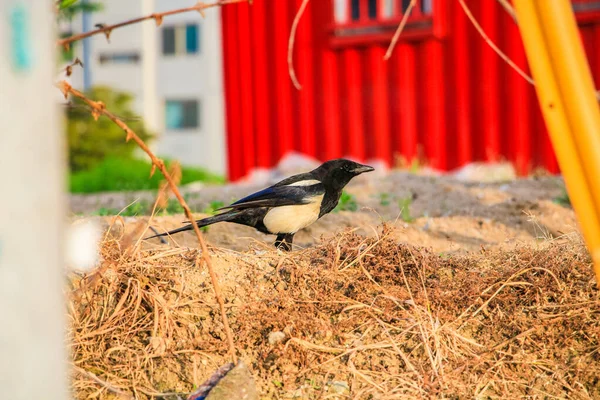 Small Eurasian Magpie Park — Stock Photo, Image