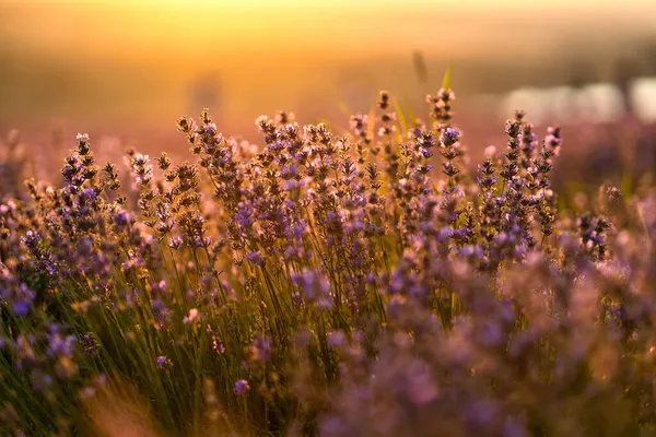 Las Hermosas Flores Lavanda Púrpura Campo Atardecer — Foto de Stock