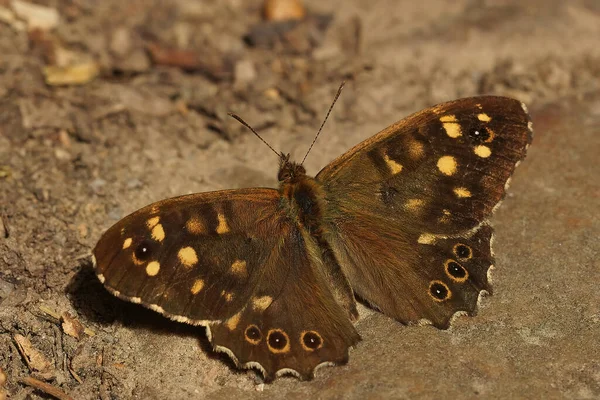 Eine Nahaufnahme Des Wunderschönen Braunen Pararge Aegeria Oder Gesprenkelten Schmetterlings — Stockfoto