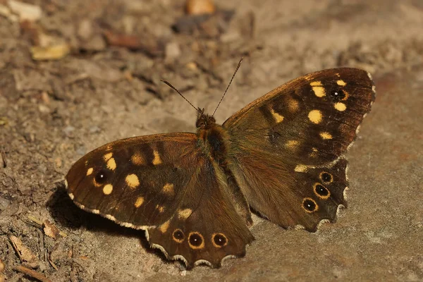 Een Close Van Mooie Bruine Pararge Aegeria Speckled Wood Vlinder — Stockfoto