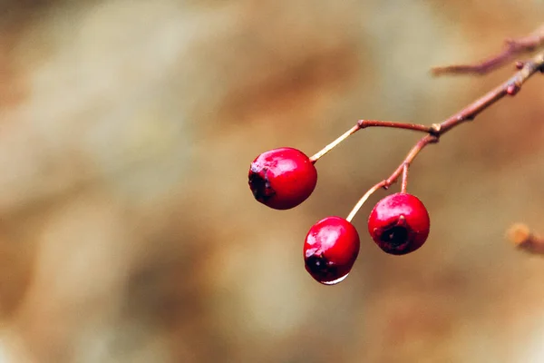 Sonbahar Kırmızı Böğürtlenlerinin Yakın Çekimi — Stok fotoğraf