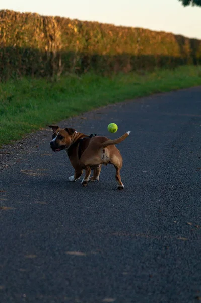 Colpo Verticale American Staffordshire Terrier All Aperto Burnham North Lincolnshire — Foto Stock