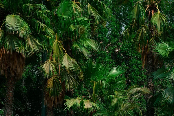 Tropiska Gröna Palmerna Skogen — Stockfoto