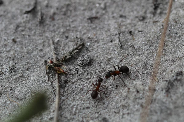 Yerde Küçük Siyah Karıncalar — Stok fotoğraf
