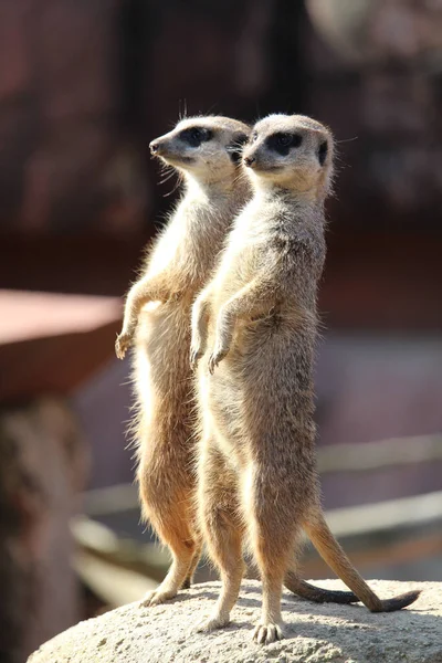 Two Meerkats Natural Habitat — Stock Photo, Image