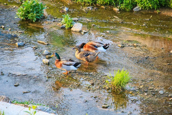 Vários Bonito Eurasian Teal Rio — Fotografia de Stock